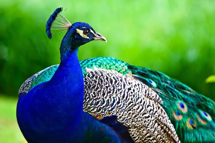 Essay on peacock