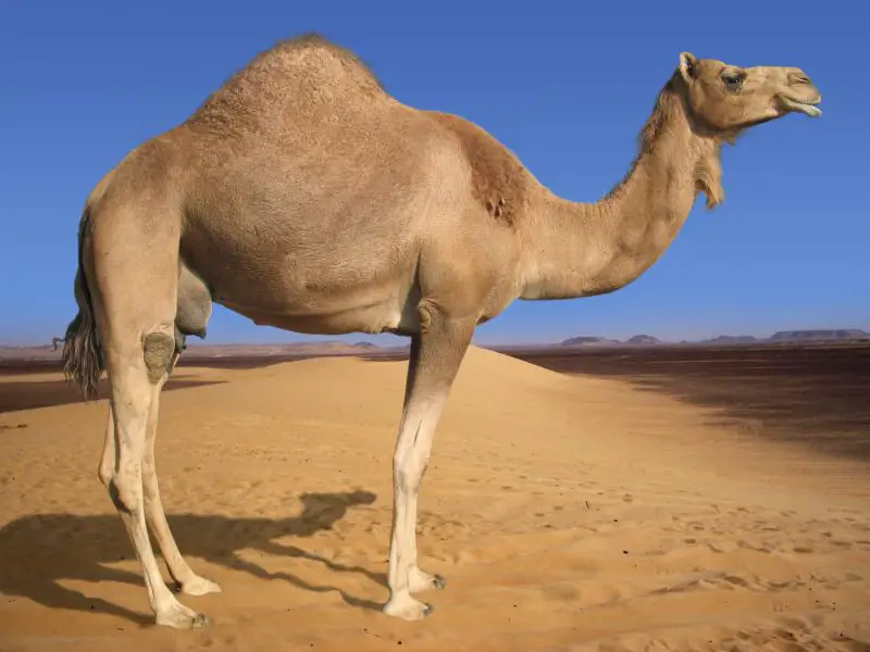 essay on the camel