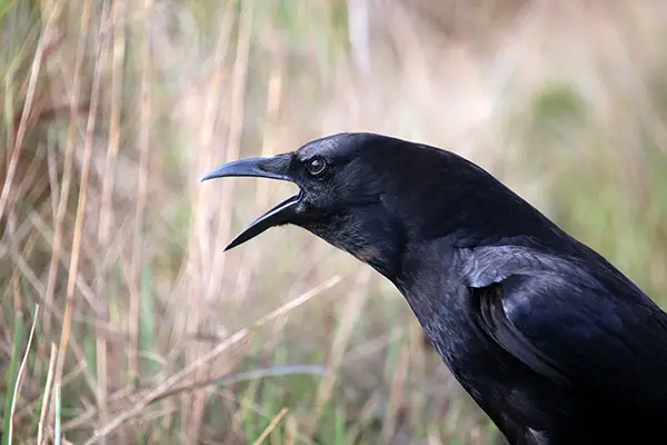 essay on the crow