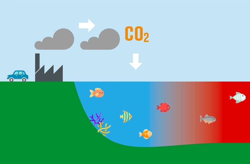 Ocean Acidification essay