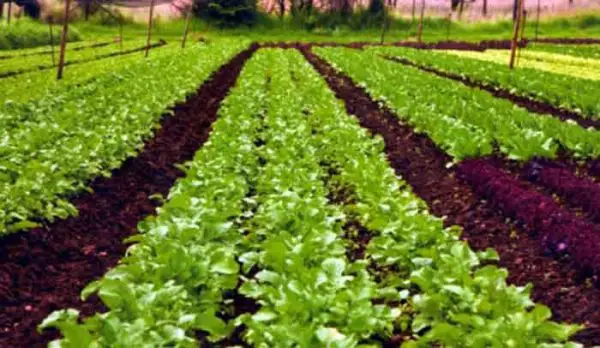 Organic Farming essay