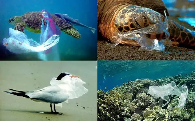 Plastic Bags are Harmful to Marine Life Essay