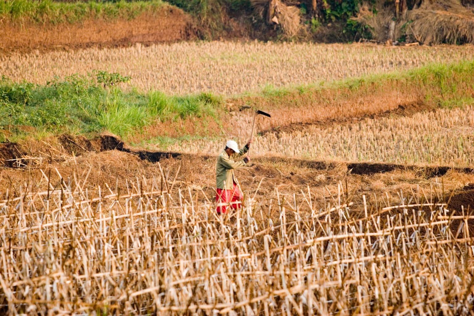 Climate Change and Impact on Agriculture