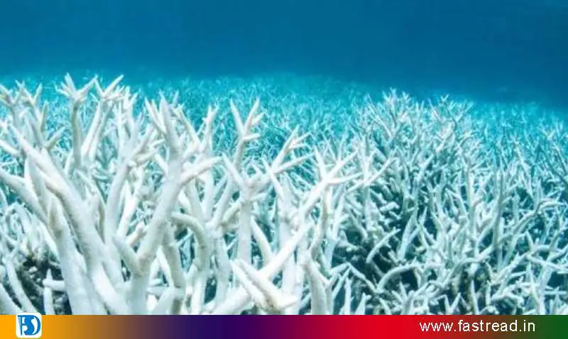 Global Warming on Coral Reefs