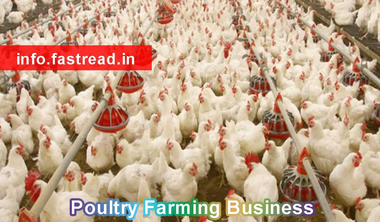 Poultry Farming Business