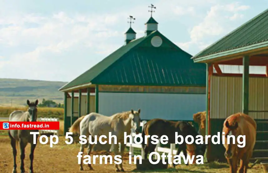 Top 5 such horse boarding farms in Ottawa